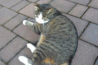 Die Katze Fredl genießt die Sonnenstrahlen