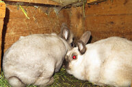 Unsere Hasen Max und Moritz