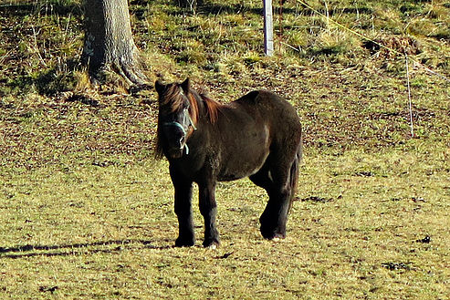 Unser Islander-Pferd Finny auf der Weide hinterm Haus