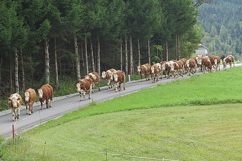 Die Kühe werden auf die Weide getrieben